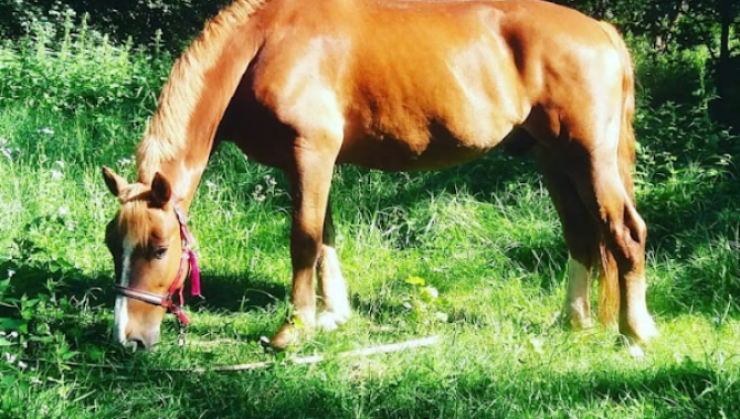 Конный клуб «Родео» - фото (9139-53394)