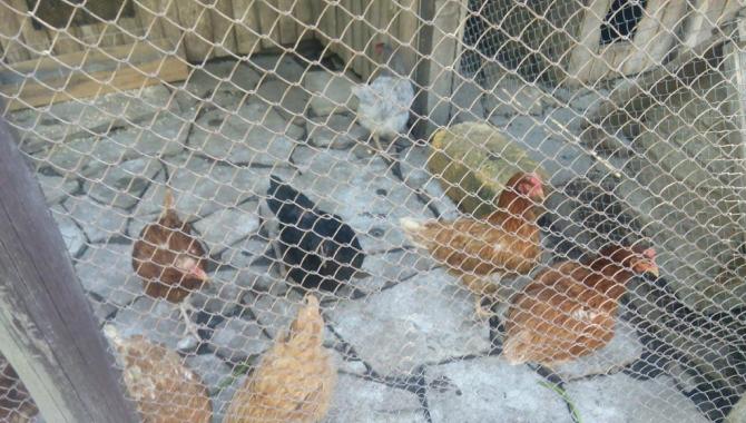 Духмяна печь - фото (4798-24312)