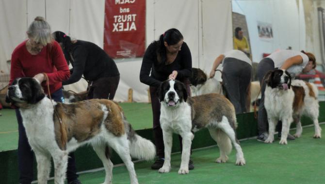 «Клуб собаківницства Олімп» - фото (2278-12593)