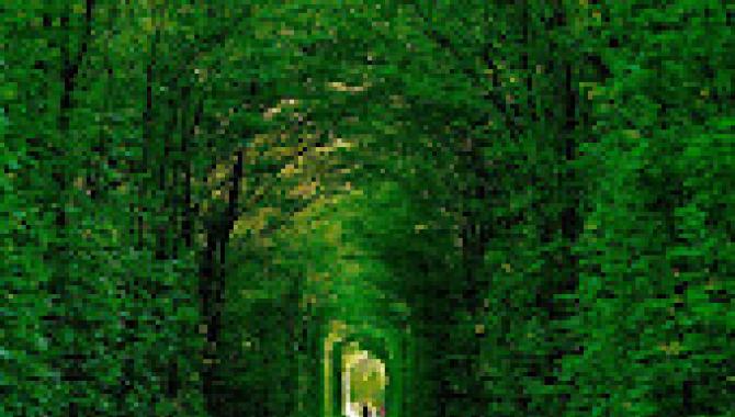 Тоннель любви  - фото (9509-53960)