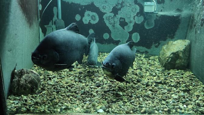 Аквариум пресноводных рыб Днепровского национального университета имени Олеся Гончара - фото (9763-54390)