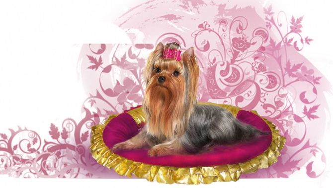 Luxury Dogs - фото (810-3475)