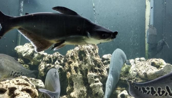 Аквариум пресноводных рыб Днепровского национального университета имени Олеся Гончара - фото (9763-54387)