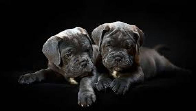 Cane Corso - Di Best Talavera - фото (8213-51500)