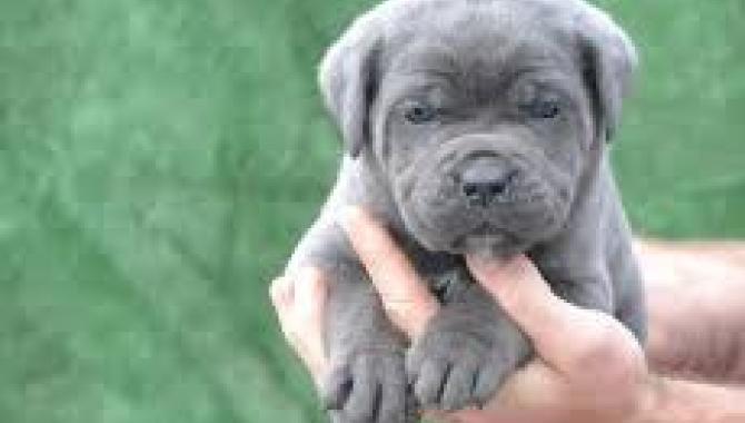 Cane Corso - Di Best Talavera - фото (8213-51501)