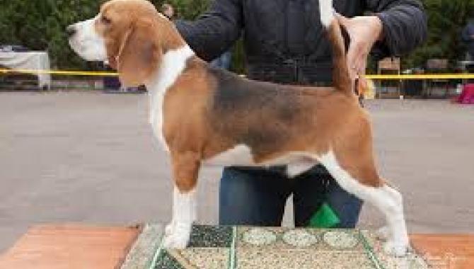 Alpine Flowers - фото (8216-51509)