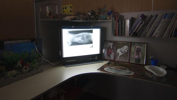 StatusVet - фото (636-2401)