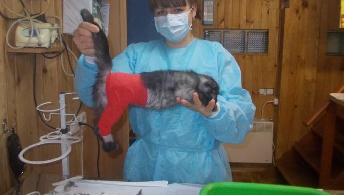 Ветпланета - фото (703-2851)