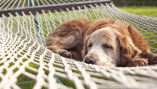 Любимец, гостиница для животных - фото (806-3460)