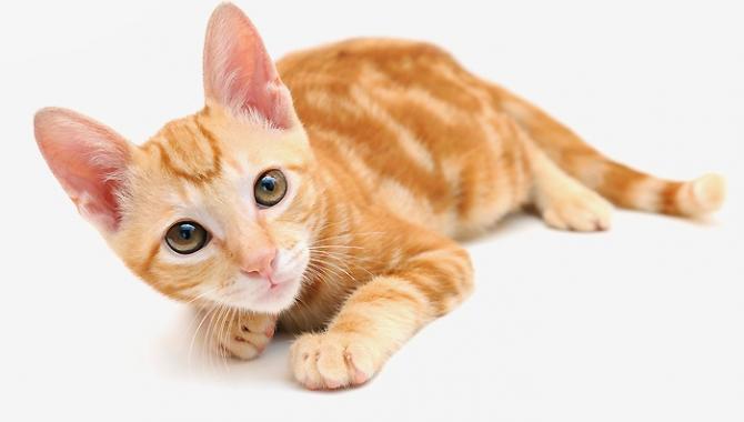 Планета зверей - фото (807-3461)