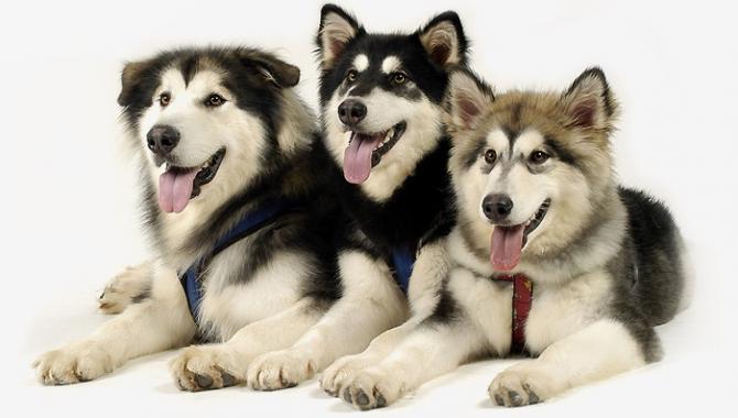 Планета зверей - фото (807-3462)