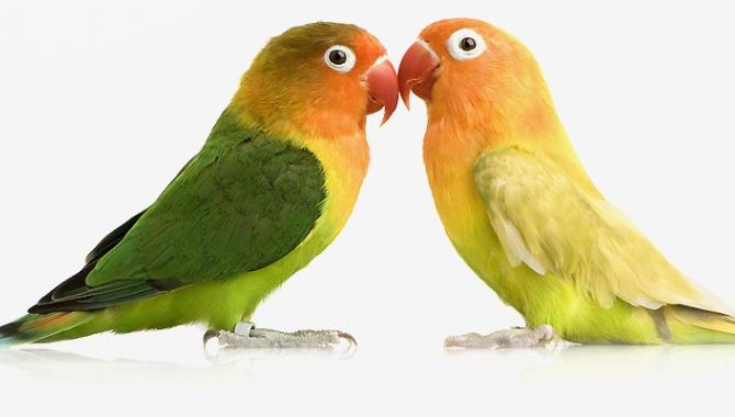 Планета зверей - фото (807-3463)