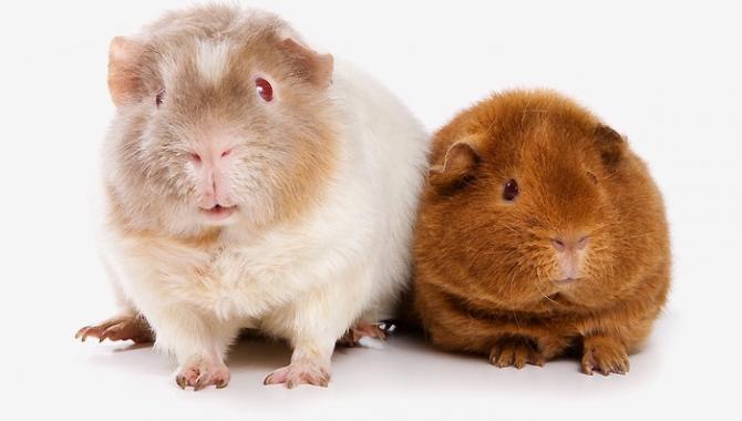 Планета зверей - фото (807-3464)