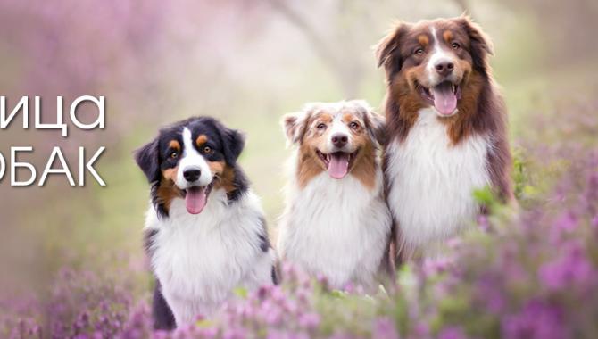 «Зоохобби» - фото (706-2865)