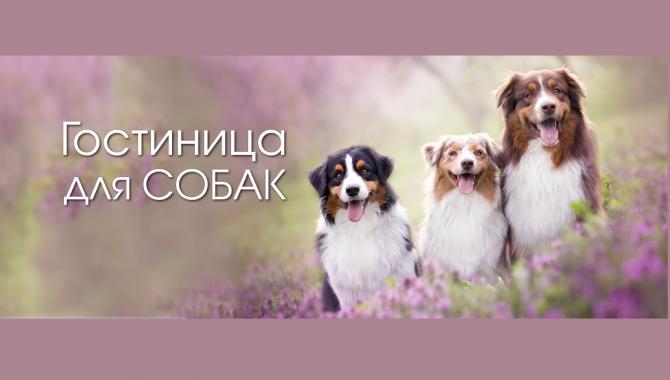 Гостиница для животных "Зоохобби" - фото (802-3441)