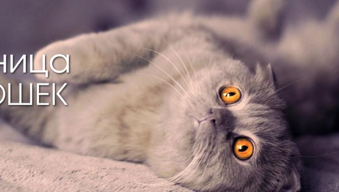 «Зоохобби» - фото (706-2866)