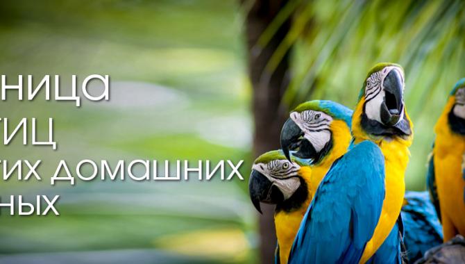 «Зоохобби» - фото (706-2867)