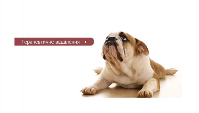 VetMed - фото (637-2410)