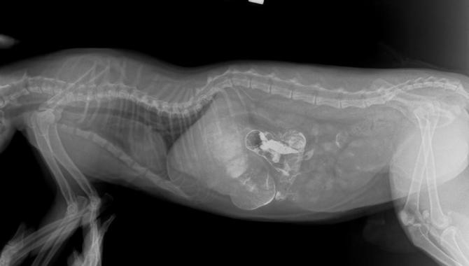 Лесси - фото (699-2827)