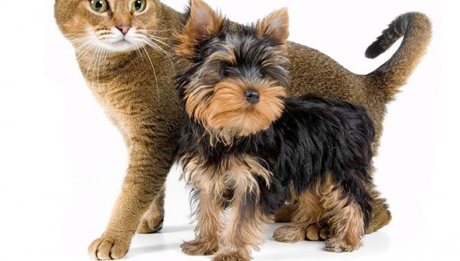 «Зоохобби» - фото (706-2868)