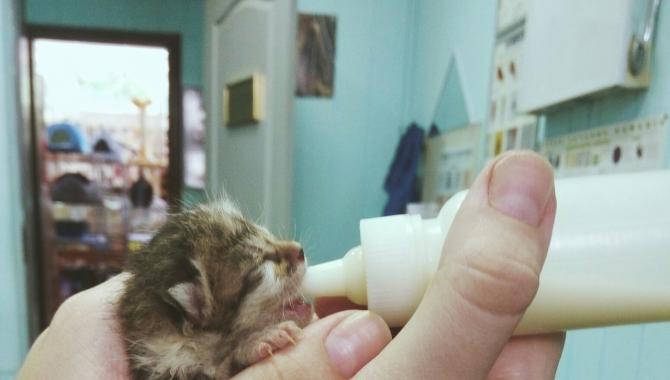 Гранд - фото (643-2438)