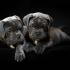 Cane Corso - Di Best Talavera - фото (8213-51500)